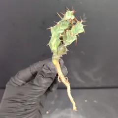 速達トルチラマ実生 ユーフォルビア大きく詰まった株 Euphorbia tortirama【ユーフォルビア・トルチラマ・実生