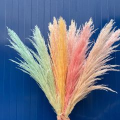メル様専用　レインボーパンパスグラス１０本セット　カラフル　ドライフラワー　晩生　ヘッドのみ