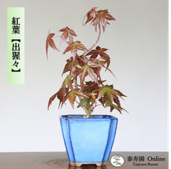 紅葉【出猩々】デショウジョウ 小品盆栽【泰寿園 Online】現品 一点物 雑木 真柏 松柏 松 初心者 室内 鑑賞 趣味 卓上盆栽 盆栽鉢 グリーン 和 ギフト プレゼント ミニ盆栽 誕生日 母の日 父の日 敬老の日 記念日 お祝い 優良葉性 インテリア 3