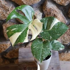 斑入り モンステラ タイコンステレーション 4号鉢 【1株販売】 観葉植物 お洒落 おしゃれ 可愛い かわいい カッコイイ インテリア 人気 苗 初心者 希少