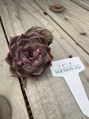 マゼンタ　エケベリア　トロピカルガーデン　多肉植物