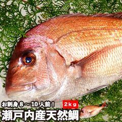【神事用、刺し傷なし】天然鯛《2.0kg(縦:50-55cm前後 横:18cm)》 冷蔵便