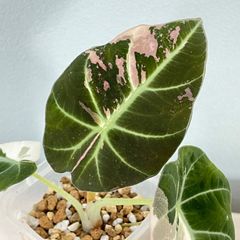 アロカシア　ブラックベルベット　ピンク斑　 Alocasia 'Black Velvet Pink Variegated'