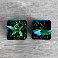 【特価！】 |  エボリスピナ ＆チタノタブルー| 実生苗2株セット！