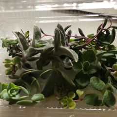 寄せ植えセット