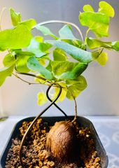 輸入株】コミフォラ sp ピンネイトリーブス - メルカリ