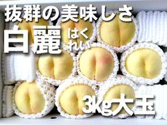 【冷蔵便】岡山産　　白麗　10玉～13玉　約3ｋｇ　1箱　発送：8月中旬～　光センサー糖度測定品