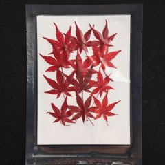 1シート 12個 もみじ 紅葉 押し草 押し花 花材 封入素材 ドライフラワー レジン レジン材料 レジン素材 自然素材 OS-00014