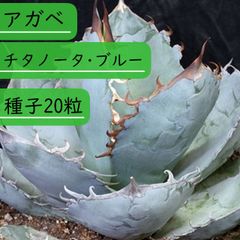 【種子】チタノータ・ブルー 種子20粒