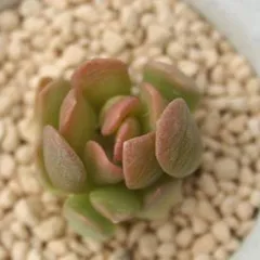 マルロシー アナカンプセロス Mサイズ 5.5ｃｍポット Anacampseros marlothii 多肉植物 多肉永遠