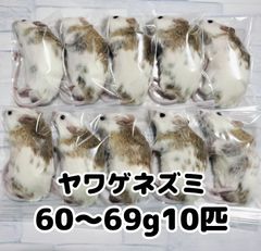 爬虫類のエサ　冷凍ヤワゲネズミ　60〜69g 10匹　個包装