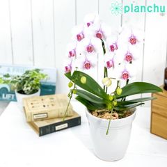 PLANCHU 鉢花ギフト ミディ胡蝶蘭 ルージュ 2本立ち 5号陶器鉢 受け皿付き 育て方説明書付き ファレノプシス コチョウラン 洋ラン