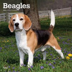 【輸入版】2024年 ビーグル カレンダー / ブラウントラウト 30.5 x 61 cm (Beagles  Calendar)