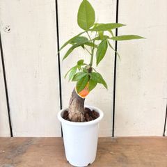 パキラ朴仕立て4号ロング鉢発財樹money tree