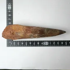 スピノサウルス 歯の化石モロッコ産 93.92mm sp226