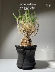 トリコディアデマ　紅姫小松　大　作家鉢付き　横山雄一　鉢は植物の可能性を引き出してくれる‼️