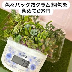 多肉植物^o^ カット苗5種セット+アーモンドネックレスetc. 多肉植物 ネックレスミニ苗 5種セット｜Yahoo!フリマ（旧PayPayフリマ）
