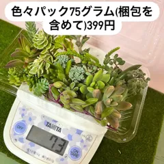 〜カット苗〜多肉植物寄せ植え(秀麗ルビーネックレス、アーモンドネックレス、シルバースター、丸葉万年草、オカタイトゴメ、タイトゴメ、ドルフィンネックレス、などなど)