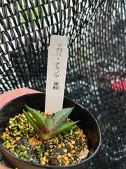 アガべ　チタノタ　黒鯨　2株　抜き苗