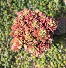 ジョイスタロック錦　大株　多肉植物