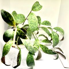 エスキナンサス　マルモラタス
