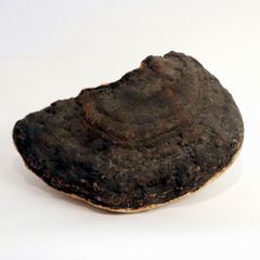 陶芸家 辻村史朗 焼締 焼〆 葉形皿 大皿 - メルカリ
