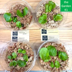 ビカクシダ　胞子培養　8株セット　ハロウィン特別価格 2025年最新】ビカクシダ 胞子培養 セットの人気アイテム - メルカリ