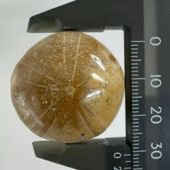 化石　ウニ　雲丹　鎌倉 楽天市場】カシパンウニ ウニ化石 ウニ 114g 古代のウニが化石化