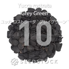 SEEDSTOCK - メルカリShops