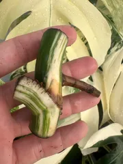 モンステラ茎伏せ成功しっかり発根3苗　そのままメルカリ便で匿名発送 モンステラ茎伏せ成功しっかり発根3苗 そのままメルカリ便で匿名発送