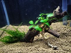 380．流木付き水草 アヌビアスナナプチ 南米ウィローモス