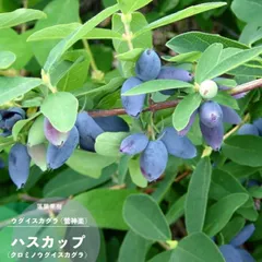 2026年最新】ハスカップ苗の人気アイテム - メルカリ