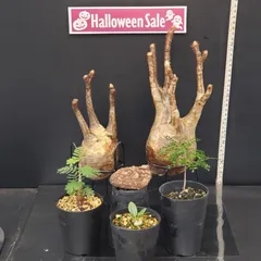 2025年最新】パキプス ベアルートの人気アイテム - メルカリ