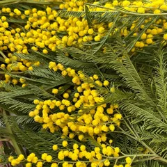 2026年最新】ミモザアカシアの人気アイテム - メルカリ