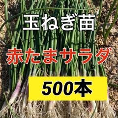 苗の専門店より発送します‼️赤玉サラダ苗500本‼️玉ねぎ苗