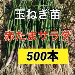 玉ねぎ苗【⭕アリオン２０００本⭕赤玉５００本⭕】【野菜苗】【玉葱苗】 yoshitaninougei_05