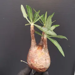 2025年最新】ベアルート グラキリスの人気アイテム - メルカリ