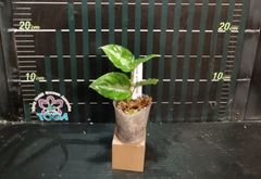 アグラオネマ 　ピクタム　トリカラー Aglaonema pictum tricolor