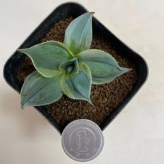 多肉植物　アガベ　鳳凰(レア)  抜き苗　根付き