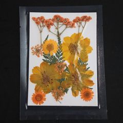 1シート 押し草 押し花 花材 封入素材 ドライフラワー レジン レジン材料 レジン素材 自然素材 OS-00042