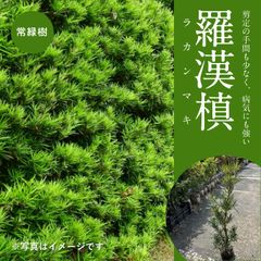 ラカンマキ