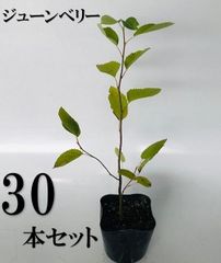 超逸品。ジューンベリー大株立ち2.5M(鉢底から)品番C◎シンボルツリー