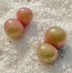 コノフィツム  Conophytum brunneum , CR1414 e Nuwerus 2頭群生  2点セット 1.4㎝ メセン　メルカリ便
