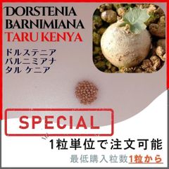 【種子】ドルステニア バルニミアナ タルケニア/セット割あり 数量1粒から購入可
