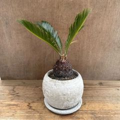 【サンプル】蘇鉄  鉢植え ジャパニーズ サイロス ソテツ属 ソテツ  観葉植物 観葉 植物 珍奇植物 珍奇 珍しい インテリア プレゼント おしゃれ かわいい おうち時間 グリーン