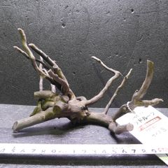 枝流木　リベラ　ウッドルーツＳ　1点物　No.160　天然　デルフィス　アク抜き済み　レイアウト　アクアリウム　RIVERA