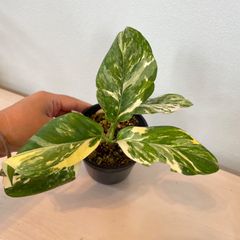 【希少】　モンステラ　レクレリアナ　斑入り　Monstera lechleriana variegated