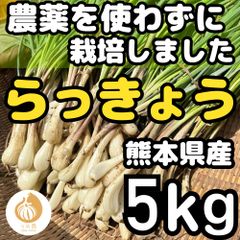 【希少・新鮮！】熊本県産 2年ものらっきょう 10kg 農薬を使わず栽培しました 熊本県産 朝採り 新鮮らっきょう 1kg 栽培中農薬不使用 - メルカリ