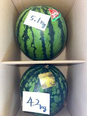 北海道沖縄離島追加送料無し　熊本県産　赤肉すいか《ぷちっと5.1kg》黄色すいか《金色羅皇4.2kg》　現品販売