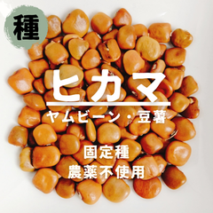 【種】ヒカマ　ヤムビーン　農薬不使用　5粒